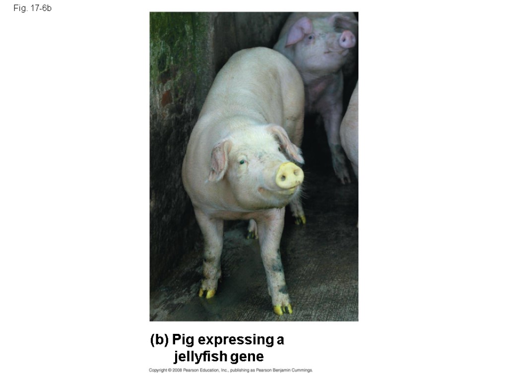 Fig. 17-6b (b) Pig expressing a jellyfish gene